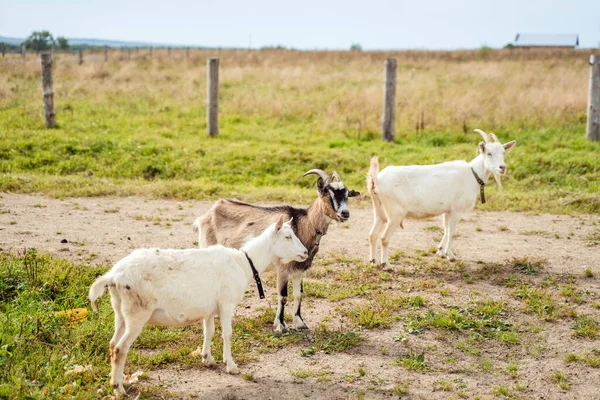 Cabras blancas caminando sobre hierba verde — Foto de Stock