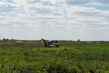 Mavi hasatçı tarlada domates topluyor.