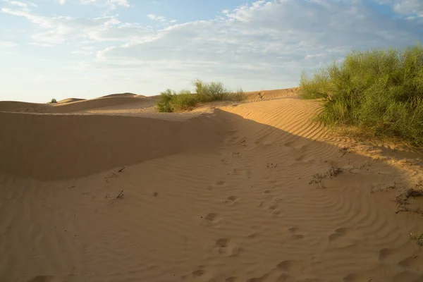 Arena amarilla en una duna con vegetación pequeña y al sol — Foto de Stock