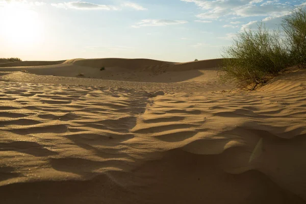 Arena amarilla en una duna con vegetación pequeña y al sol — Foto de Stock