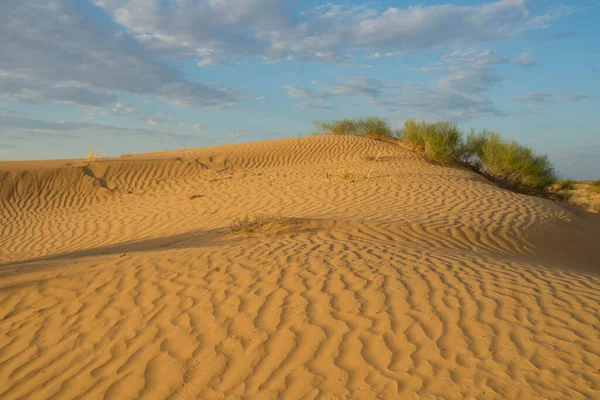 Arena amarilla en una duna con vegetación pequeña y al sol — Foto de Stock