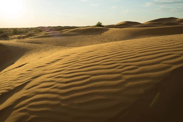 Arena amarilla en una duna con vegetación pequeña y al sol — Foto de Stock