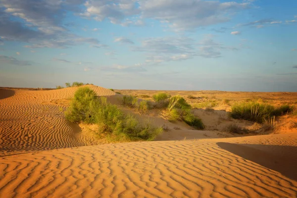 Arena amarilla en una duna con vegetación pequeña y al sol — Foto de Stock