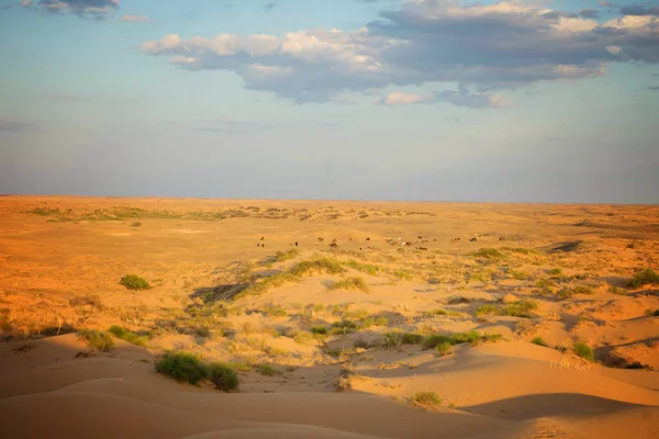 Sárga homok egy dűnén kis növényzettel és a napon — Stock Fotó