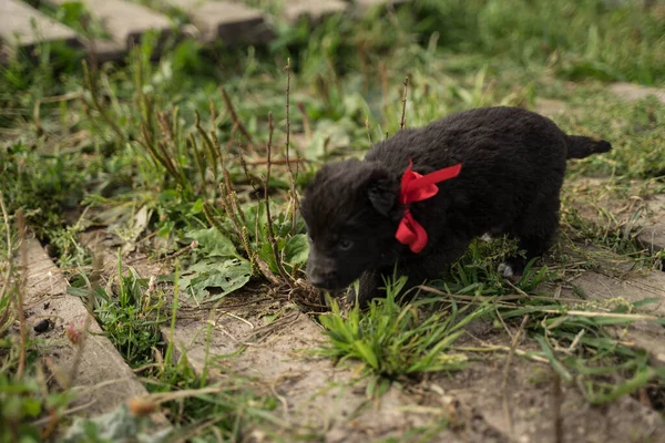 Pequeño cachorro negro con un lazo rojo — Foto de Stock