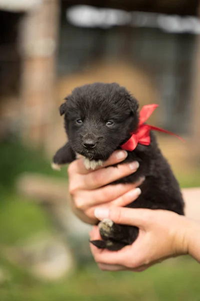 Pequeno cachorro preto com um arco vermelho — Fotografia de Stock