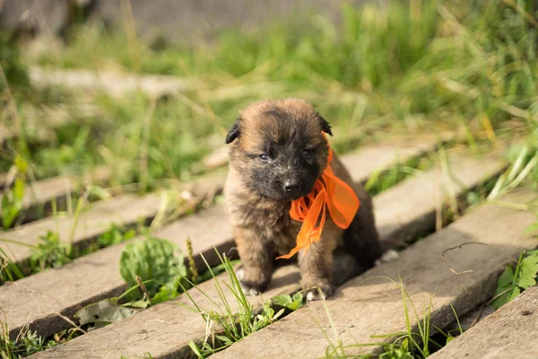 Kleine driekleurige pup met een oranje strik — Stockfoto
