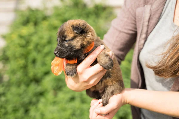 Pequeño cachorro tricolor con un arco naranja — Foto de Stock