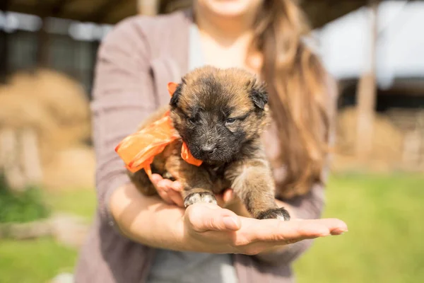 Turuncu fiyonklu üç renkli köpek yavrusu.