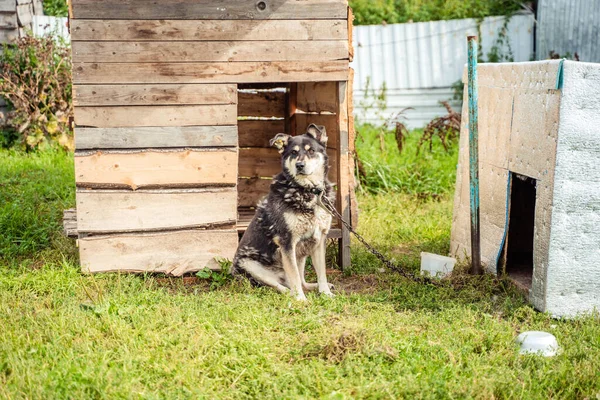 Zwart-wit grote hond zittend aan een riem — Stockfoto