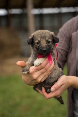 Fiyonklu küçük renkli bir köpek yavrusu