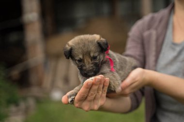 Fiyonklu küçük renkli bir köpek yavrusu