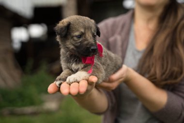 Fiyonklu küçük renkli bir köpek yavrusu