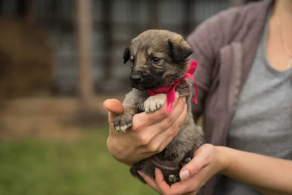 Fiyonklu küçük renkli bir köpek yavrusu