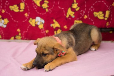 Renkli ve pembe arka planda üç renkli köpek yavrusu