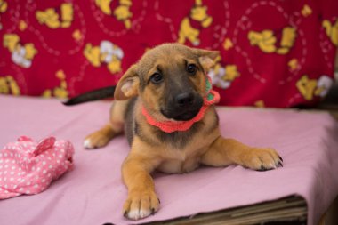 Renkli ve pembe arka planda üç renkli köpek yavrusu