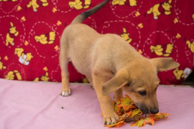 Renkli ve pembe arka planda üç renkli köpek yavrusu