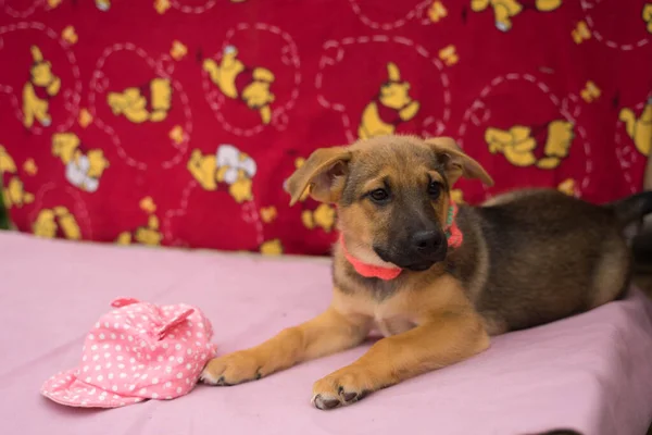 Tricolor puppy op een gekleurde en roze achtergrond — Stockfoto