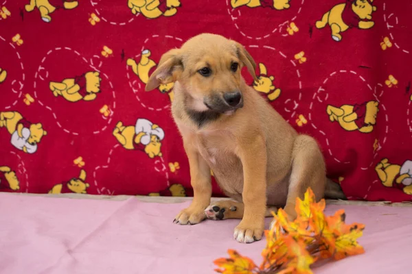 Renkli arka planda turuncu kurdeleli bir köpek yavrusu. — Stok fotoğraf