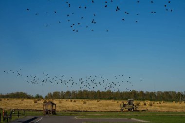 Mavi gökyüzünde çember çizen siyah kuşlar