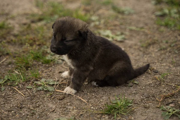 Petit chiot avec un noeud lilas — Photo