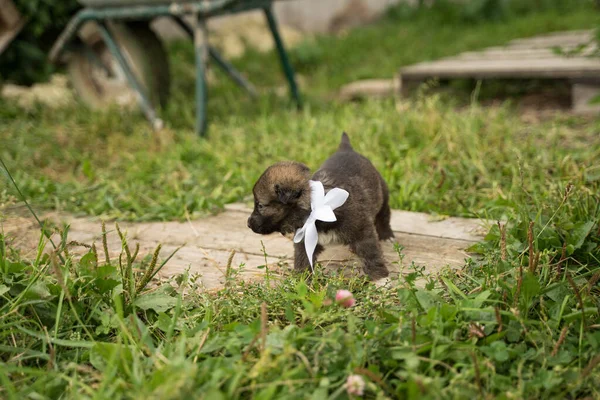 Pequeño perro marrón con un lazo blanco — Foto de Stock