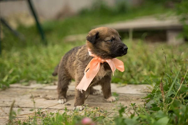 Cachorro marrón pequeño con un arco naranja —  Fotos de Stock