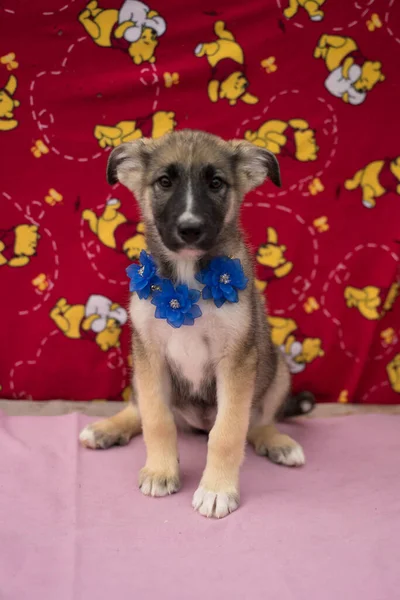 Renkli arka planda ve boncuklu bej renkli köpek yavrusu. — Stok fotoğraf