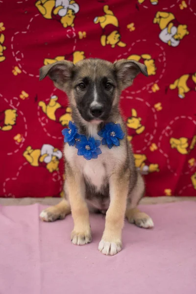 Renkli arka planda ve boncuklu bej renkli köpek yavrusu. — Stok fotoğraf