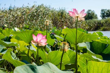 Nehirdeki lotus tarlaları