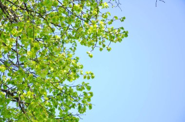 gökyüzüne karşı yeşil bir ağacın dalları