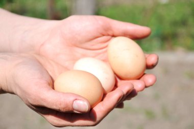 bir kadının elinde hree tavuk yumurtası