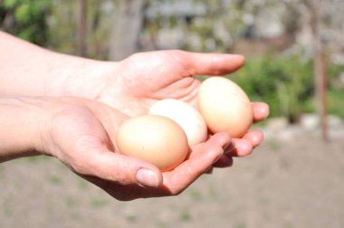 bir kadının elinde hree tavuk yumurtası