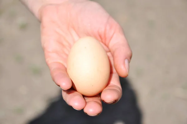chicken egg in the hands of a woman