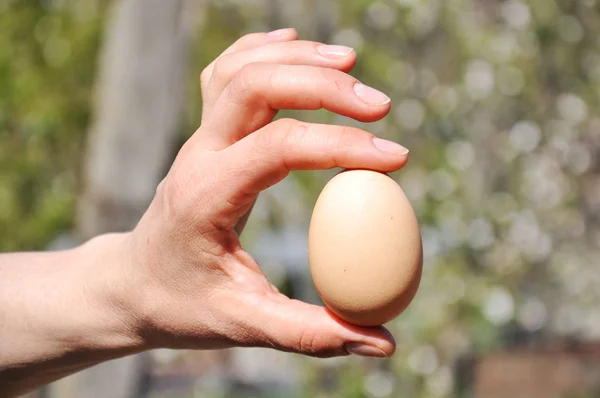 chicken egg in the hands of a woman