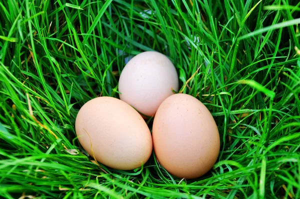 Three Chicken Eggs Lie Green Grass — Stock Photo, Image