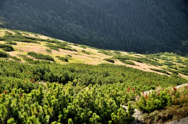 Cespugli Che Crescono Montagna Sullo Sfondo Della Foresta — Foto Stock