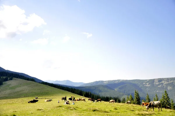 牛が放牧する山の大きな草原 — ストック写真