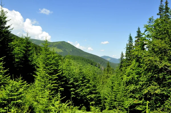 mountain forest with mountains and sky