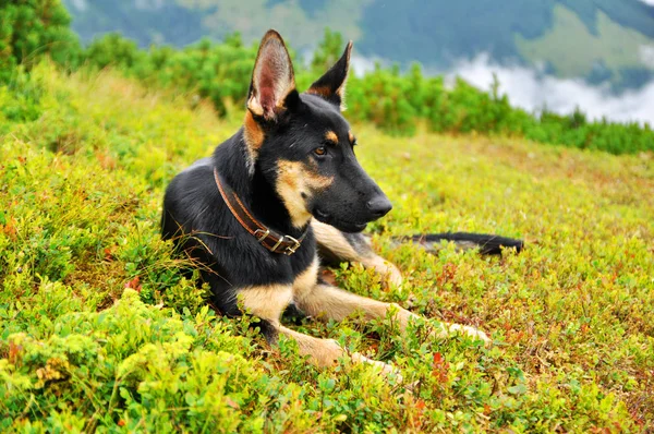 Big Dog German Shepherd Lying Green Grass — Stock Photo, Image