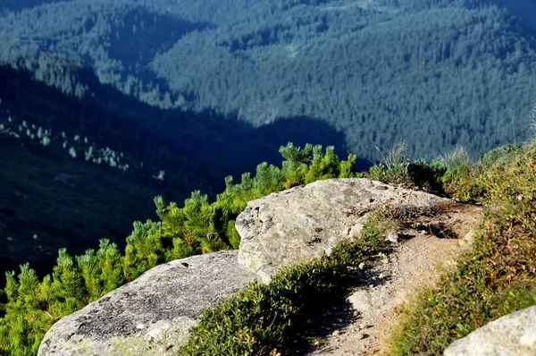 Roccia Sullo Sfondo Della Foresta Montagna — Foto Stock