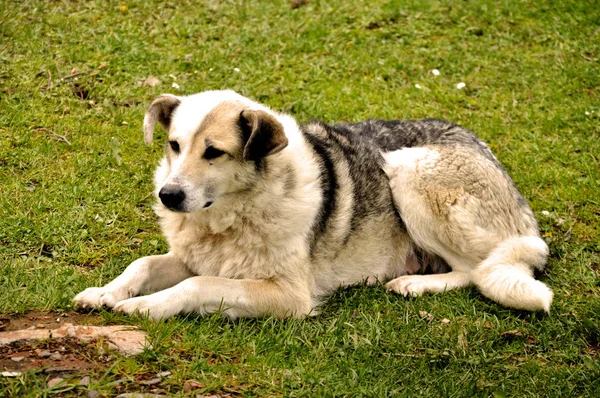 犬は緑の草の上に横たわっている — ストック写真