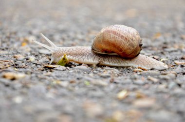 evinde sürünen salyangoz