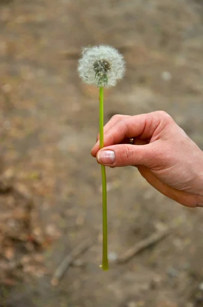 背景に手に小さなタンポポの植物 — ストック写真