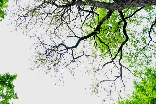 Árbol Alto Con Hojas Verdes —  Fotos de Stock