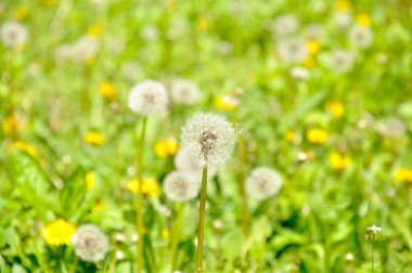Yeşil çimenlerin üzerinde beyaz tüylü karahindiba