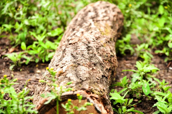 木头躺在地上 小树的一部分 — 图库照片