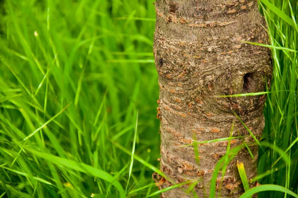 Tall Bright Green Grass Grows Small Tree — Stock Photo, Image