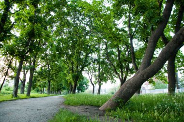 Parkta bir yaz gününde, çimüzerinde parlak yeşil çim yetişir. Bir sürü karahindiba. Eski büyük ağaç. Ara sokak yakınında