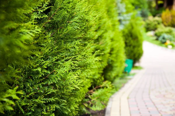 bright evergreen plant grows near the alley in the park. It's summer outside. Shine the sun